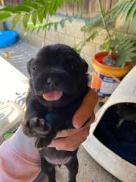 We did not find results for: Puppy For Sale In Hemet Ca 5miles Buy And Sell