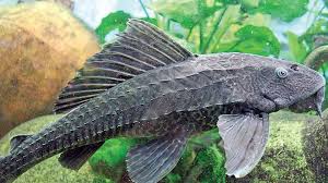 Check spelling or type a new query. Tank Cleaner Fish Proves Menace In Vaigai Cauvery River