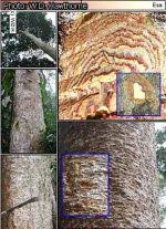 Image result for Celtis mildbraedii