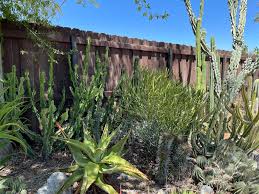 Image result for Euphorbia cyparissioides