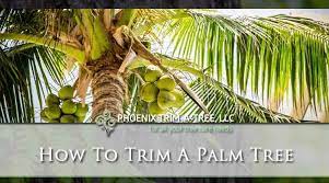 We did not find results for: How To Trim A Palm Tree Palm Tree Pruning Phoenix Trim A Tree