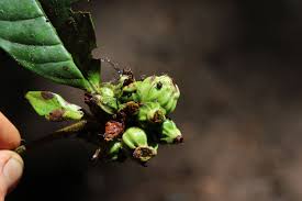 Image result for Bertiera