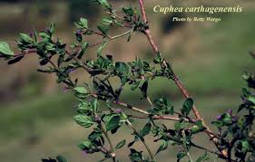 Image result for Cuphea carthagenensis