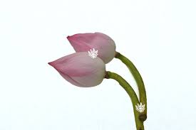 We did not find results for: Lotus Flower Online Online Buy Getflowersdaily