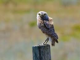 Burrowing Owls The Wild Bird Store But i guess they have a right to, as the world has discovered their shame. burrowing owls the wild bird store