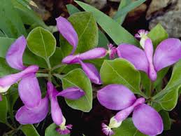 Image result for Polygala gazensis