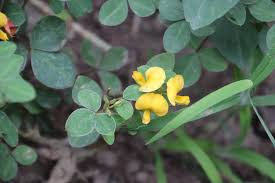 Image result for Argyrolobium tomentosum