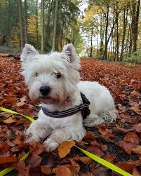 This site helps westies in need, potential adopters, and rescue volunteers all over the usa find each other. Hallo November West Highland White Terrier White Terrier West Highland Terrier