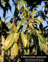 Image result for Citharexylum