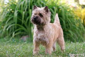 Maybe you would like to learn more about one of these? Cairn Terrier Wikiwand
