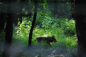 Gradina zoologica barlad strada republicii nr. GrÄdina ZoologicÄ Din Barlad Din Vaslui Planiada