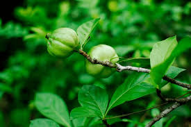 Image result for Catunaregam