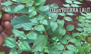 Selain buahnya dapat dikonsumsi, daun bidara ternyata memiliki banyak sekali manfaat. Daun Bidara Laut Tanaman Herbal Dengan Manfaat Antioksidan Tinggi