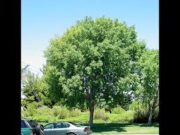 Image result for Fraxinus velutina