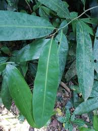 Image result for Campylospermum