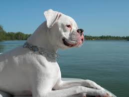 Lovely White Boxer Dog Relaxing At Sea Side Segerios Com