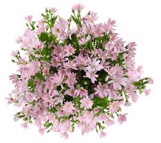 Image result for Pericallis