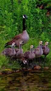 Photos From Posts Beautiful Birds Animals Beautiful Pet Birds