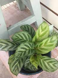 Calathea Concinna Freddie Plant 4 Plants Perfect Plants Planting Flowers