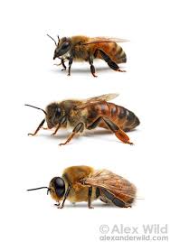 Favorite this post jul 15 fir/pine/redwood kindling (rohnert pk / cotati) pic hide this posting restore. Castes Of The Western Honey Bee Apis Mellifera Worker Queen And Drone Drone Bee Bee Bee Keeping
