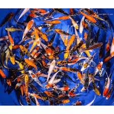 We did not find results for: 2 3 Aa Grade Baby Koi Koi Fish For Sale