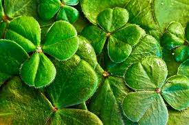 Resultado de imagen para imagenes de los simbolos patrioticos de irlanda
