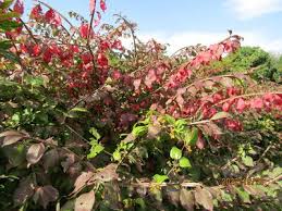 Image result for Pycreus cuanzensis