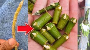 Image result for orchid cuttings