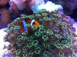 Guppy Pet Shop Evcil Hayvanlar Kopek