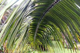 Image result for Elaeis guineensis