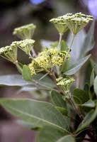 Image result for Heteromorpha stenophylla