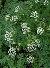 身近な有毒植物10 ドクニンジン 裏庭のおしゃべり 楽天ブログ