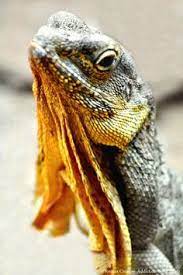 39 Frilled Lizard Ideas Frilled Lizard Lizard Reptiles And Amphibians