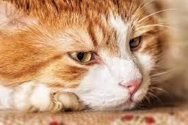 The cause is unknown, but the disease is associated with a period of poor appetite (a few days to several weeks), especially in obese cats. 10 Things To Know About Cancer In Cats Catster