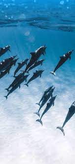 Pin On Poze De Fundal