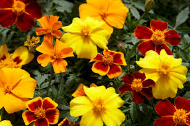 Image result for Tagetes patula