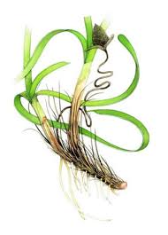 Image result for Enhalus acoroides