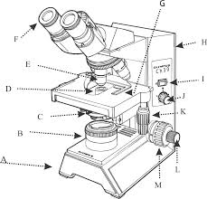 One of the most important parts of a compound microscope, as they are the lenses closest to the specimen. Compound Microscope Diagram Quizlet