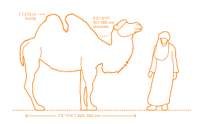 Dromedary camels, which have one hump, and bactrian camels the dromedary camel, also called an arabian camel, can be found in north africa and the middle east. Bactrian Camel Dimensions Drawings Dimensions Com