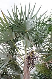 Image result for Coccothrinax