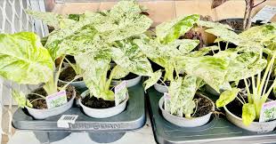 Image result for Justicia odora