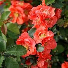Borne on thorny, tangled, leafless branches, they bloom in profusion for a few weeks in early spring, creating a brilliant floral display at a time when there is little to be excited about in the garden. Flowering Quince How To Grow Quince Shrubs Garden Design