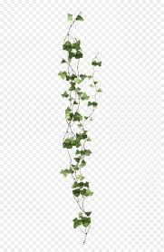 These pictures include examples of both flowering and evergreen types. Flower Vine