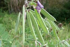 Image result for Tephrosia multijuga