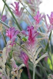 Image result for Anigozanthos