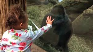 The gorilla soon offered up this gesture. Silverback Gorilla Gives Middle Finger Jukin Media Inc