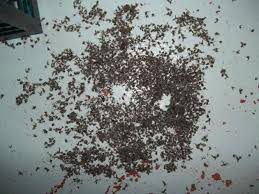 Unfortunately, it's almost certainly not going to go away on its own. Sewer Flies Imgur