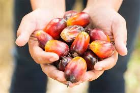 The increase in price was due to an uptrend in global demand, which was confirmed by exports of palm oil from malaysia and indonesia palm oil prices forecast suggests that there will be an increase in palm oil prices because of a decrease in production. Malaysian Palm Oil Price Climbs To Over 3 Month Top On Stronger Related Oils The Star