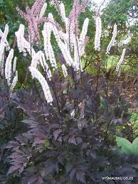 Cimicifuga Simplex Pink Spike Vysniauskų Gėlės Shade Garden Plants Trees And Shrubs