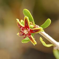 Image result for Periploca